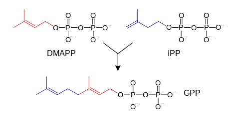 テルペノイドの生合成