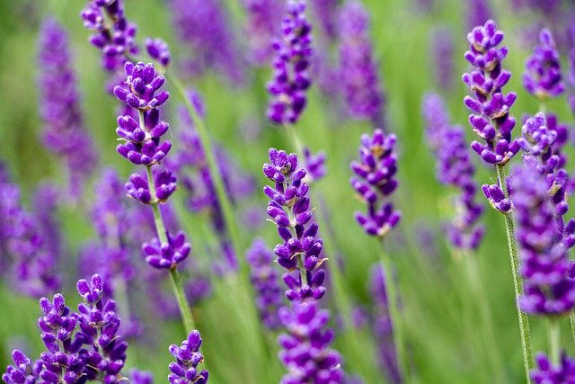 ラベンダー（lavender）