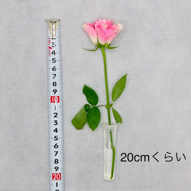 メデル（medelu）MINIプラン 花の長さ