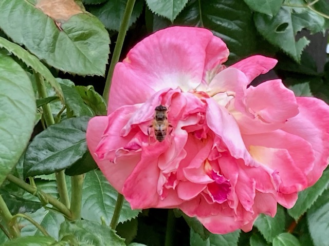 蜂がバラの蜜を吸っている